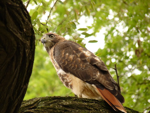 Buzzard in Central Park