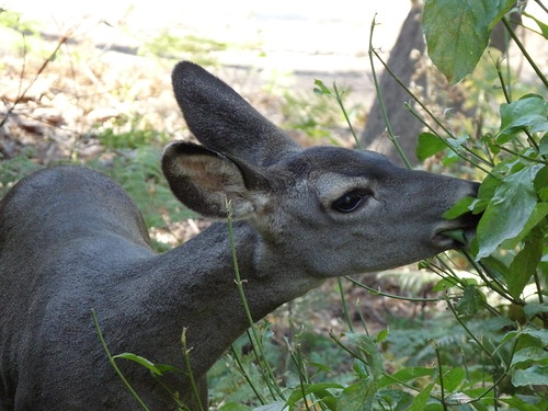 Mule Deer enjoying breakfast