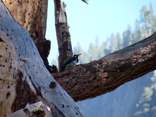Woody with his acorn