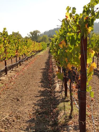 The Amista Winery and Vineyard