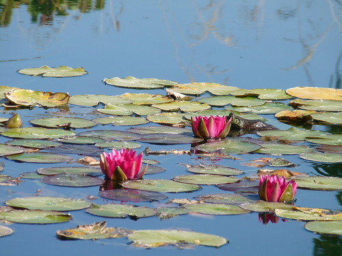 The Lily Pond