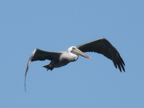 Pelican over San Francisco Bay