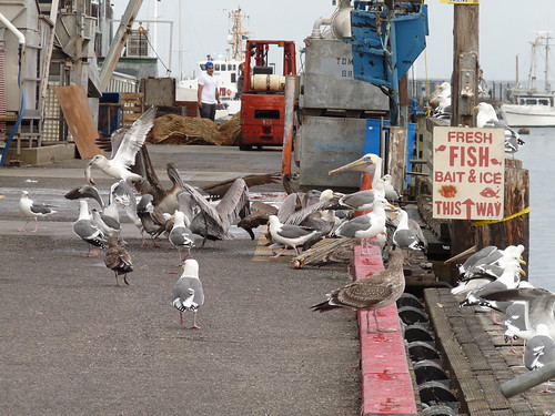 Feeding time at the wharf