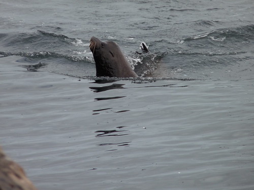 Feeding time at the wharf