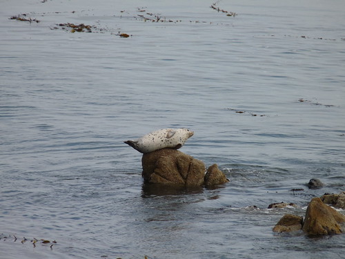 Sunbathing seal