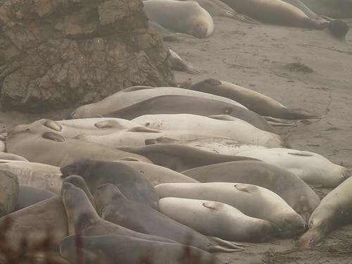 Elephant Seals at Point Piedros Blancos