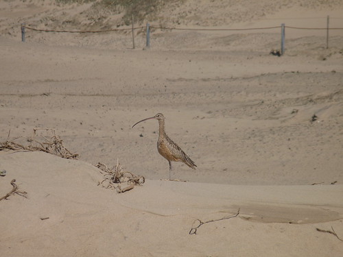 Long Billed bird we saw on the dunes