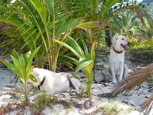The Guesthouse Dogs