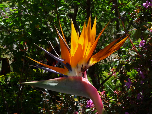 Whangarei Quarry Gardens