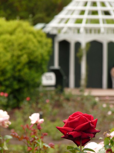 Roses at Hamilton Gardens