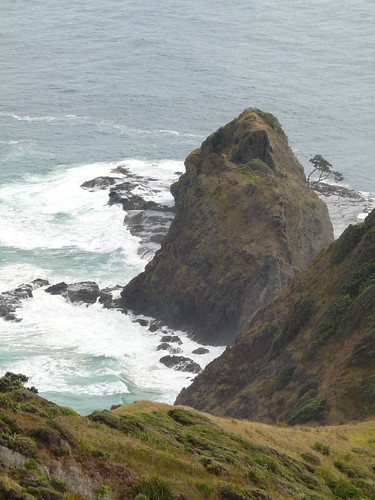 The ancient Pohutukawa tree
