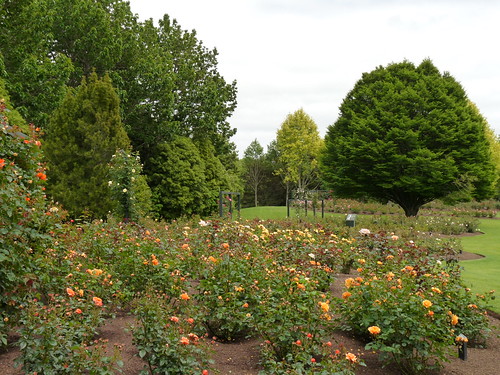 Rose Garden at Hamilton Gardens
