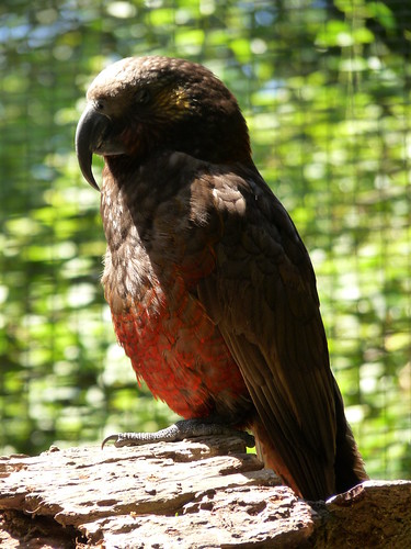 A kaka at Rainbow Springs