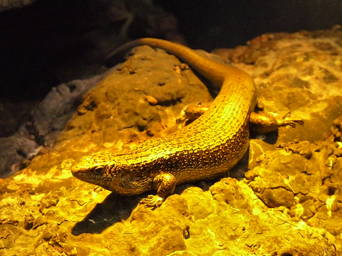 A skink at Rainbow Springs