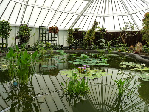 The pond in the Begonia House at Wellington Botanic Gardens