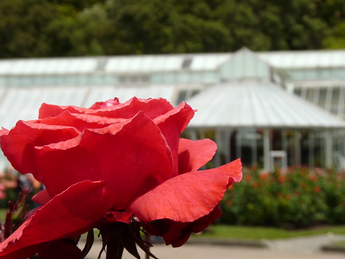 Lady Norwood Rose Garden