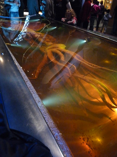 Giant Squid at Te Papa