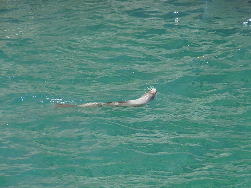 Seal in Milford Sound