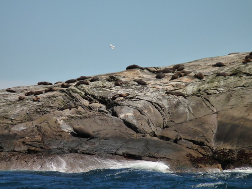 The seals lazing on a rock at the entrance to Doubtful Sound