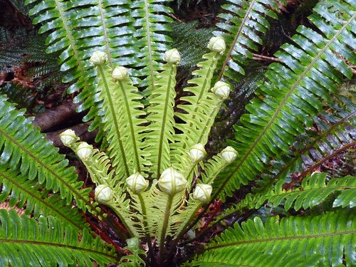 Fern at Mclean Falls