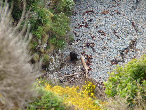 Seal at Nugget Point