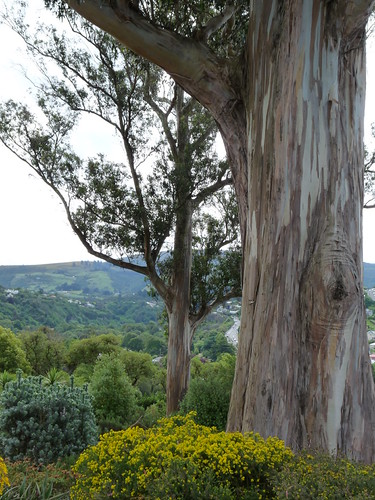 150 year old gum tree
