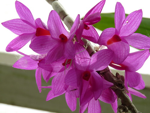 Orchids at the botanic gardens