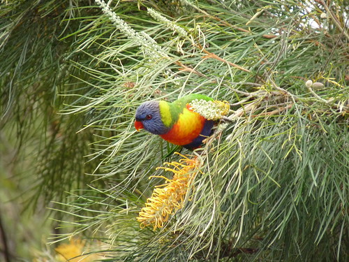 Rainbow lorikeet