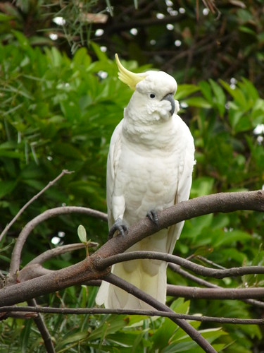 Cockatoo