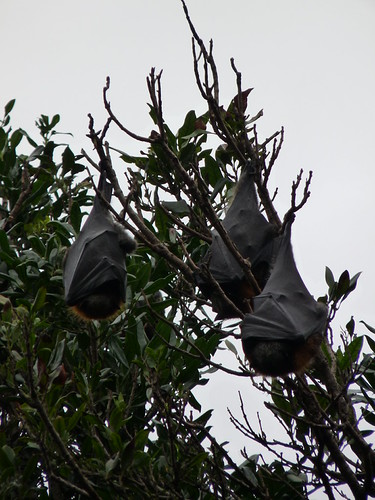 Bats in the Botanic Gardens