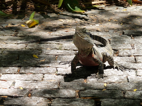 Lizard at the Chinese Gardens
