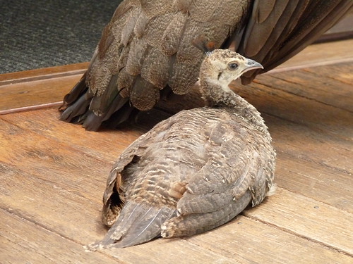 Peacock chick at Mount Tamborine