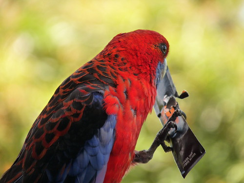 Crimson Rosellas at O&rsquo;Reillys eating sugar
