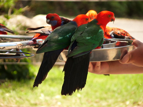 Crimon Rosellas at O&rsquo;Reillys