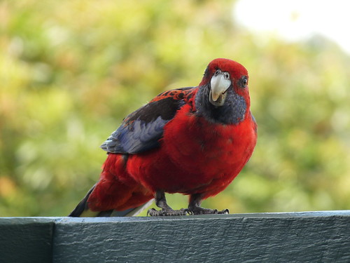 Crimson Rosellas