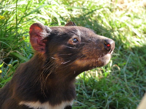 Tasmanian Devil