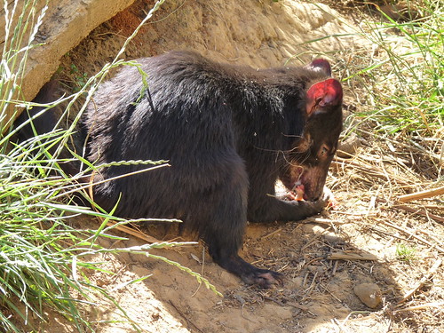 Tasmanian Devil