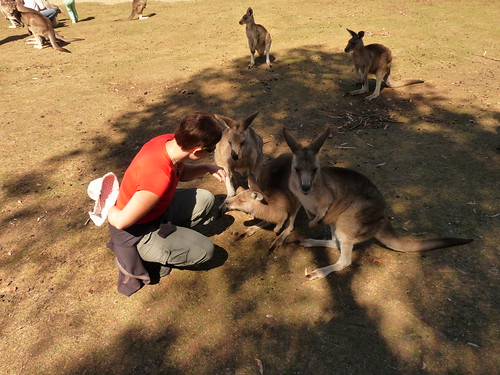 Claire feeding the kangaroos