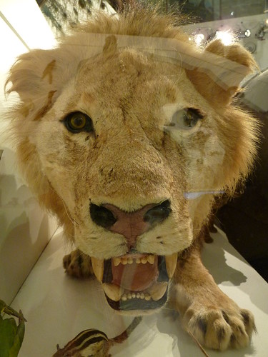 Lion at the wild exhibition at Melbourne Museum