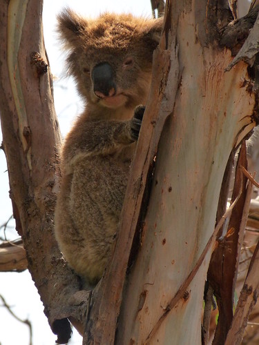 Koala