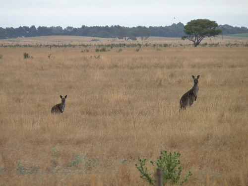Kangaroos checking us out on the road to Adelaide