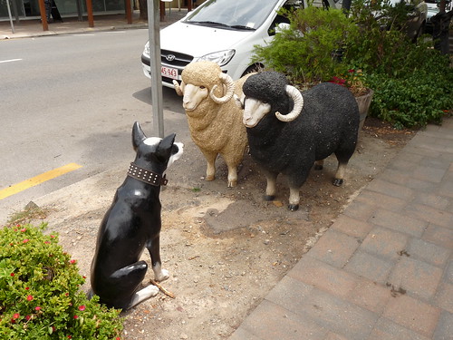 Dog with sheep in Haandorf