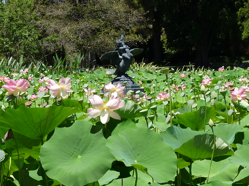 Adelaide Botanic Gardens