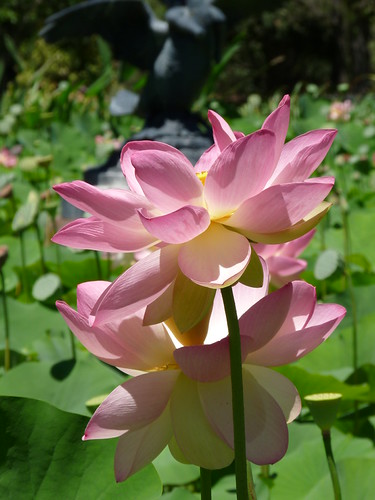 Adelaide Botanic Gardens