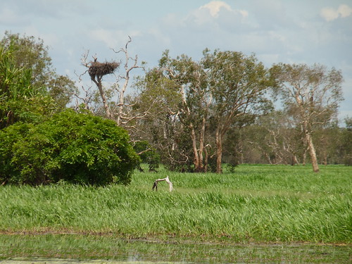 Jabiru nest on Yellow Water Cruise