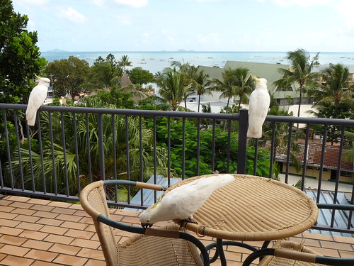 Cockatoos on our balcony