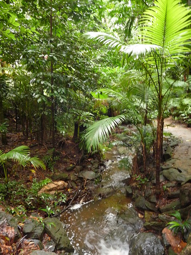 Rainforest at the Botanic Gardens in Cairns