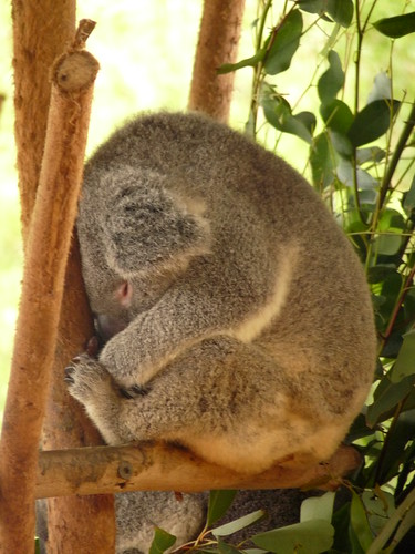 Koala. Think it was a heavy night&mldr;