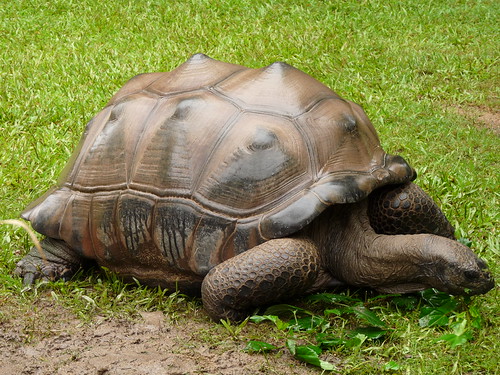 Aldabran tortoise