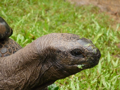 Aldabran tortoise